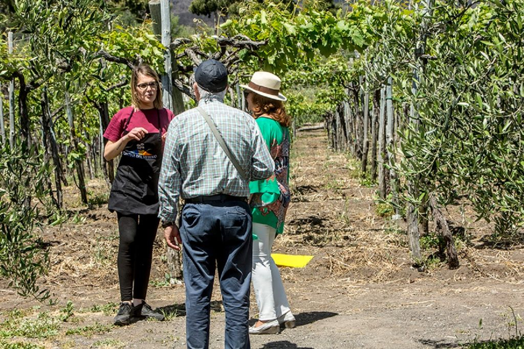Vesuvius: Wine Tasting in a Vineyard from Naples