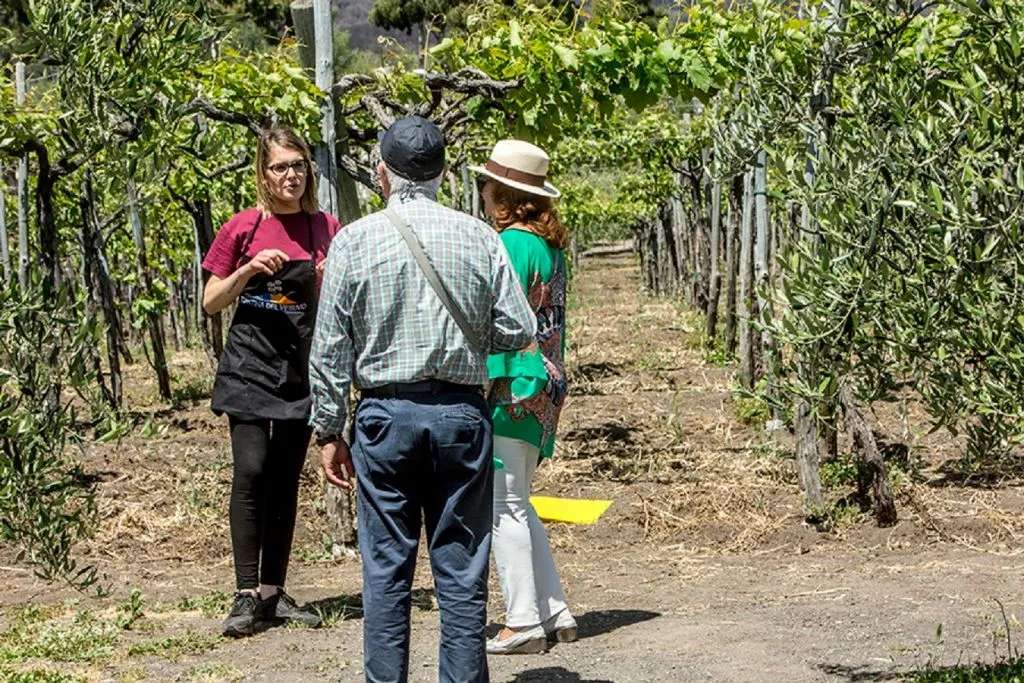 Vesuvius: Wine Tasting in a Vineyard from Naples