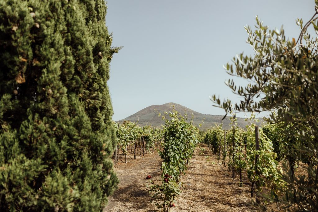 Vesuvius: Wine Tasting in a Vineyard from Naples