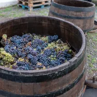 Vesuvius: Wine Tasting in a Vineyard from Naples