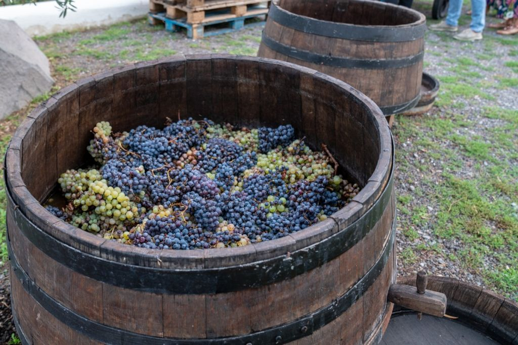 Vesuvius: Wine Tasting in a Vineyard from Naples