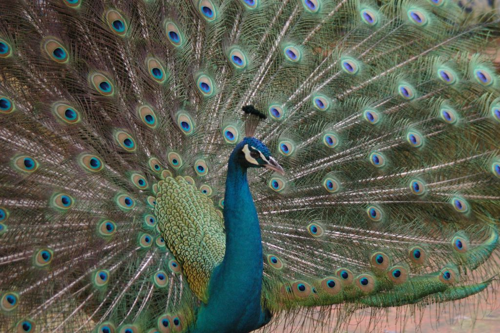 Lisbon Zoo: Fast Track Ticket
