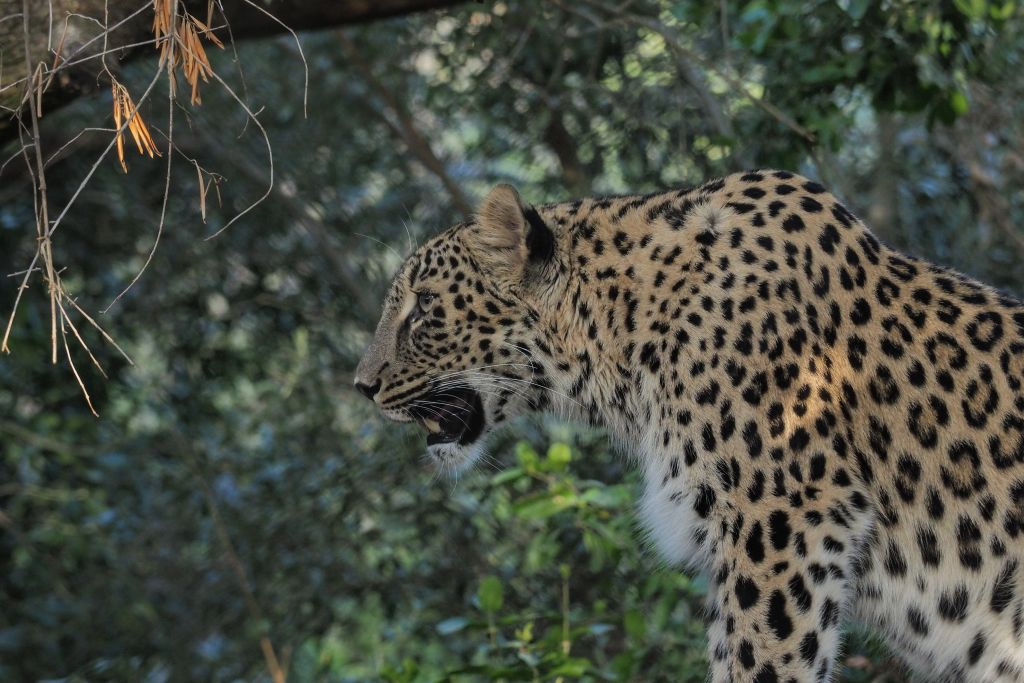Lisbon Zoo: Fast Track Ticket