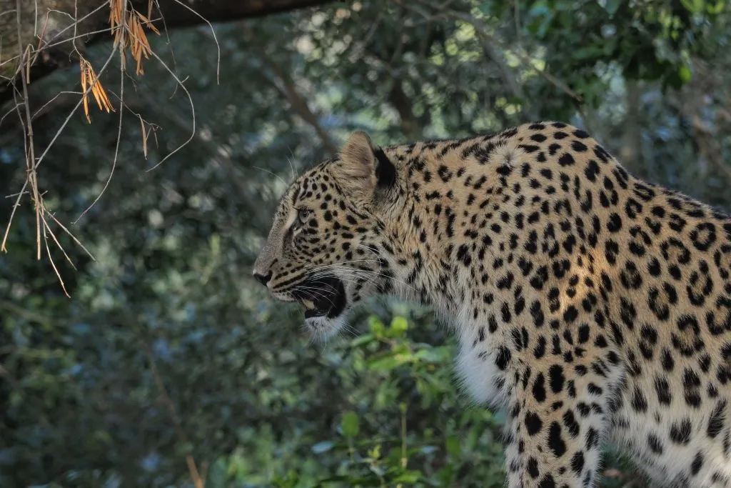Lisbon Zoo: Fast Track Ticket