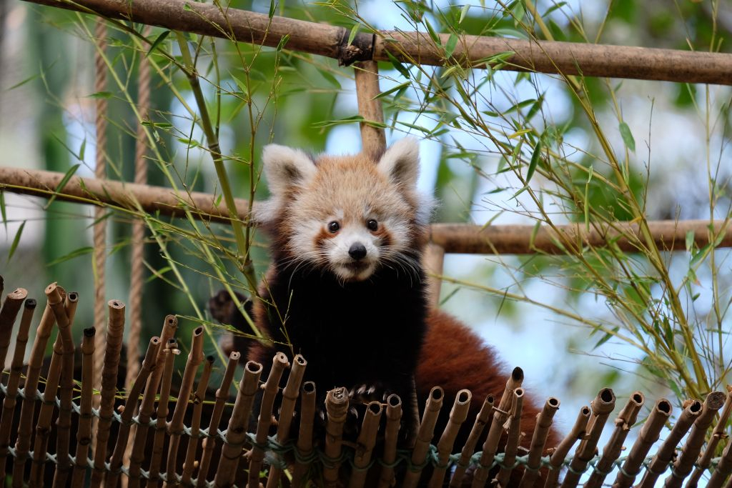 Lisbon Zoo: Fast Track Ticket