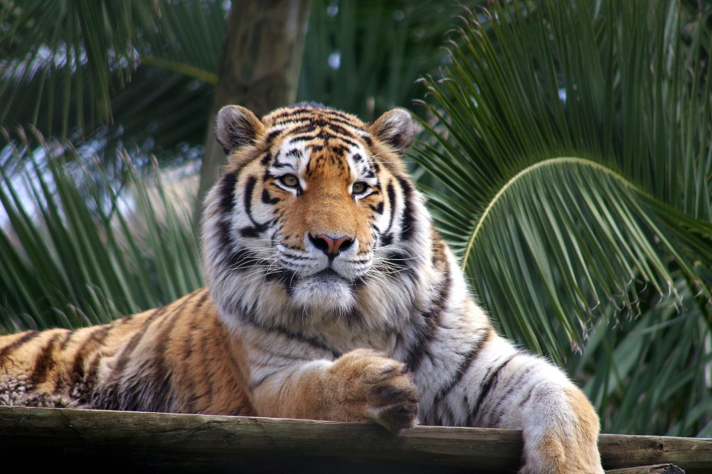 Lisbon Zoo