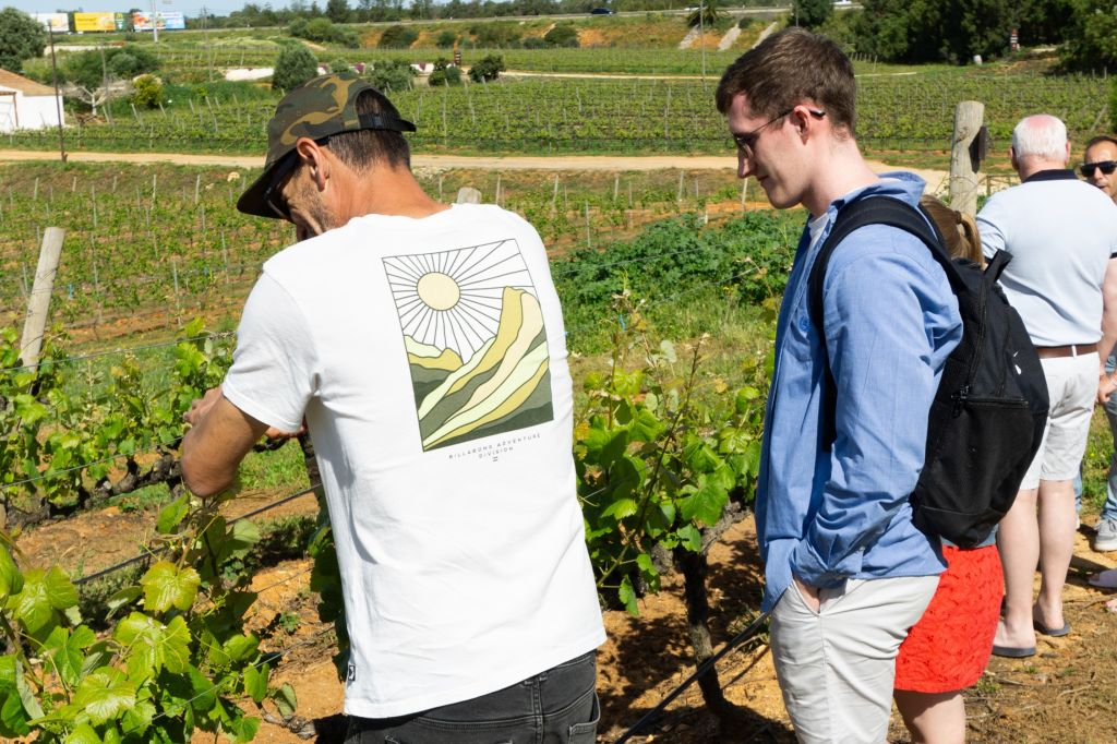 From Albufeira: Full-Day Wine Tasting Tour