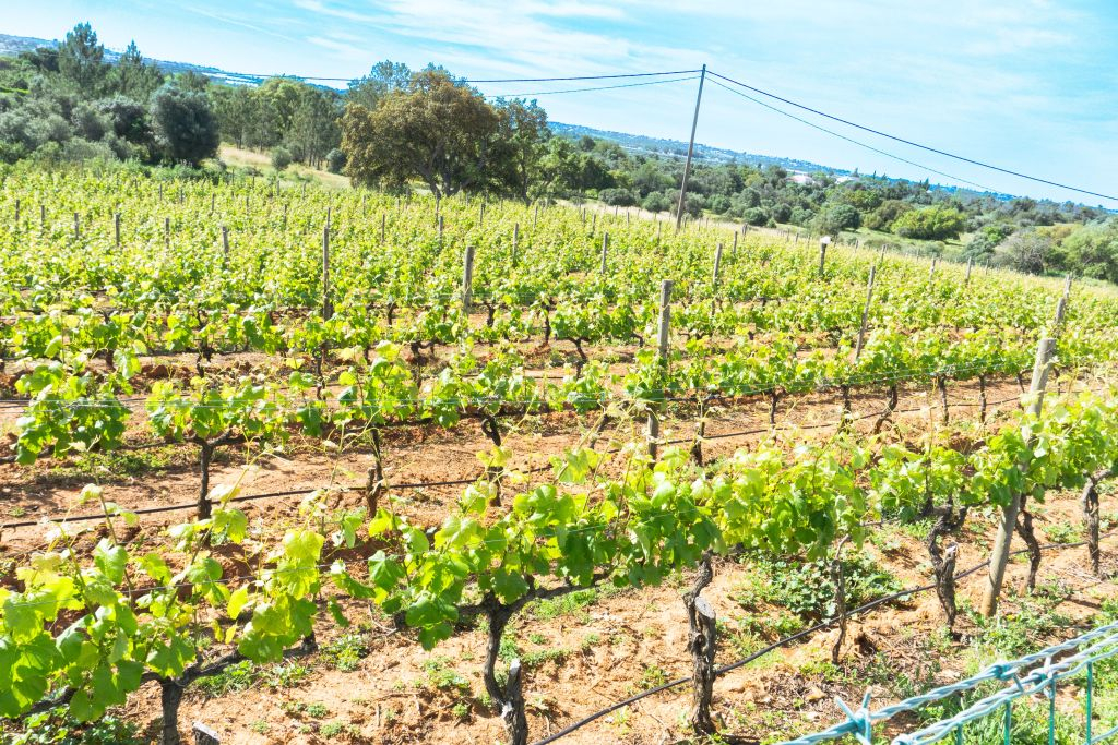 From Albufeira: Full-Day Wine Tasting Tour