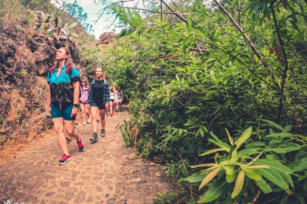 The Rainforest Tour - Small Group Trip with Tasting