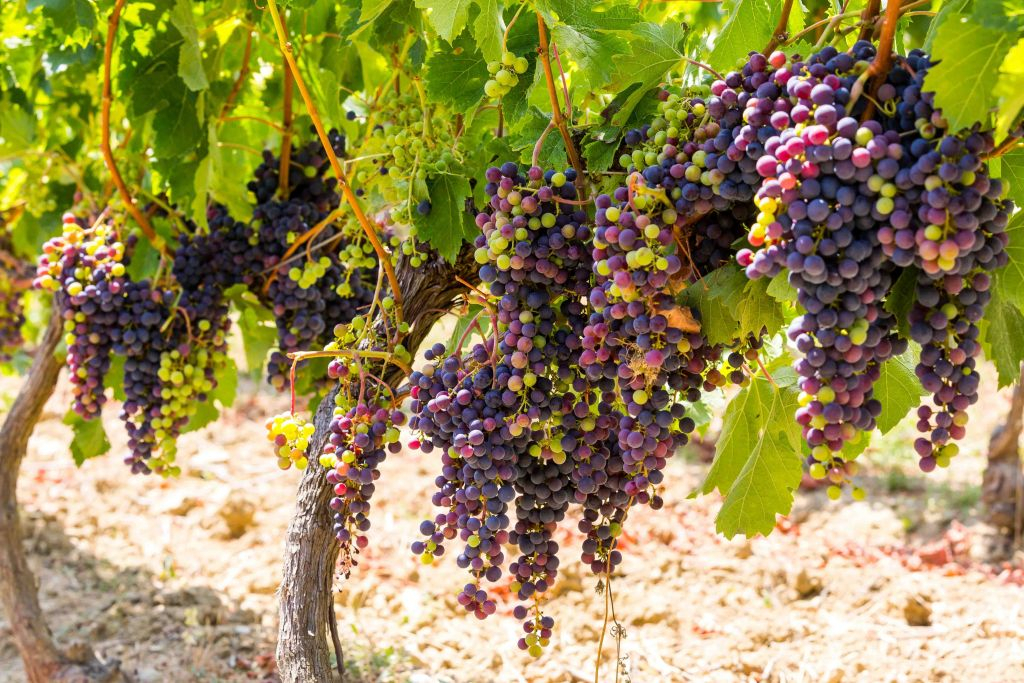 Nice: Tour pela vila de Provence com degustação de vinhos e produtos