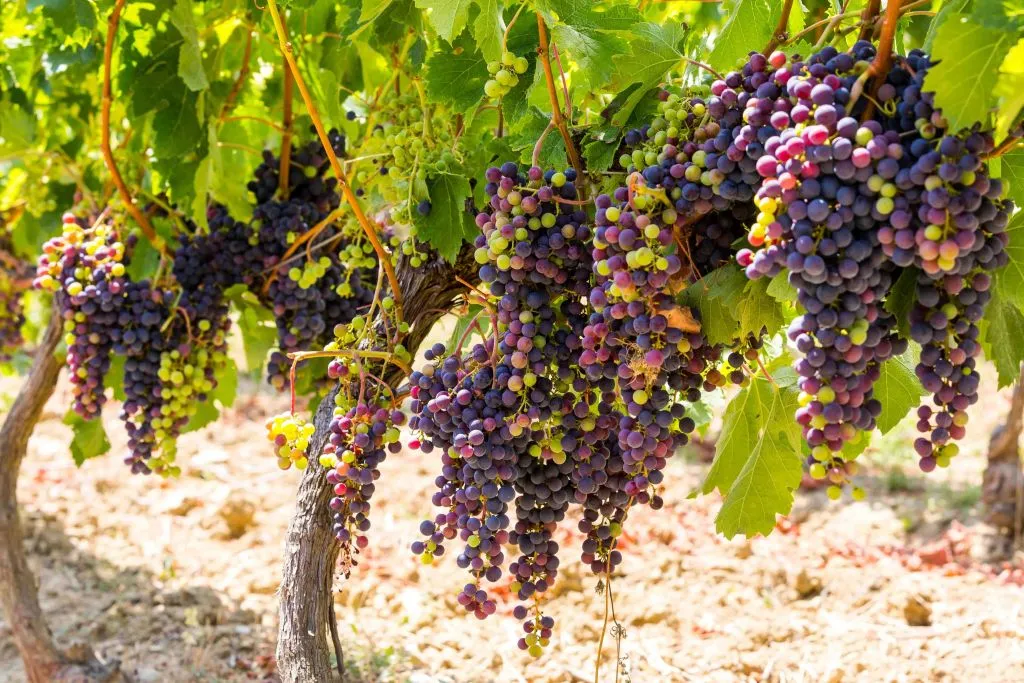 Nice: Provence Village Tour with Wine and Produce Tasting