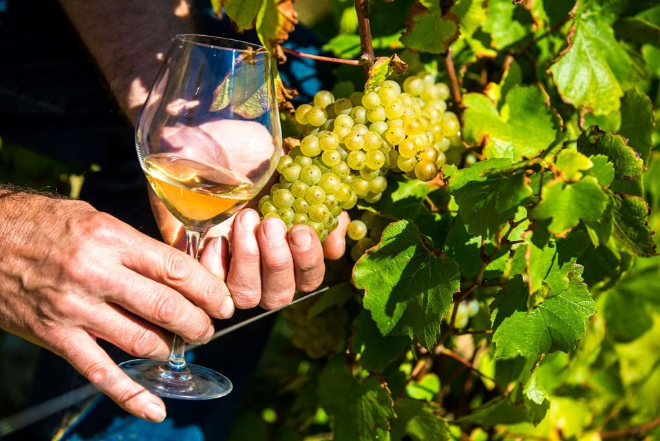 Nice: Tour pela vila de Provence com degustação de vinhos e produtos