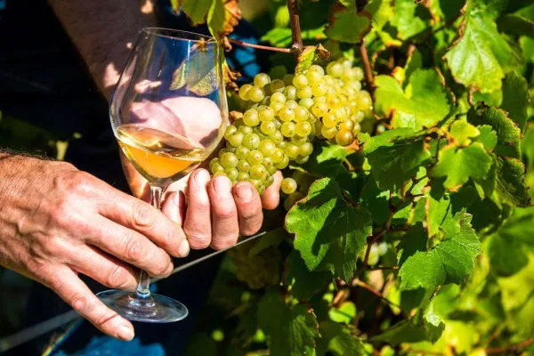 Côte d'Azur : Nice, Chute d'eau des Gorges du Loup + Journée Vin et Dégustation