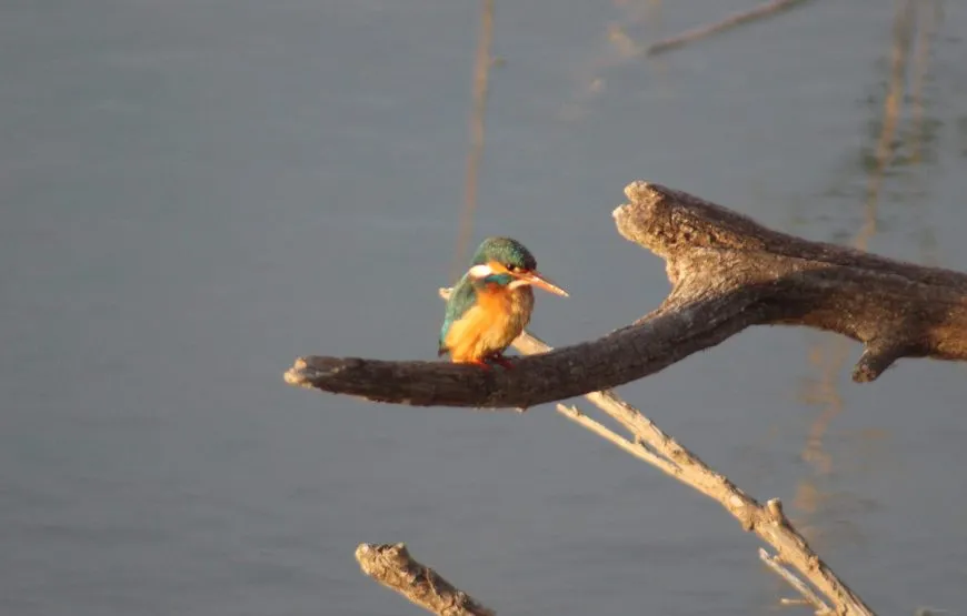 Visitas en el Delta del Ebro