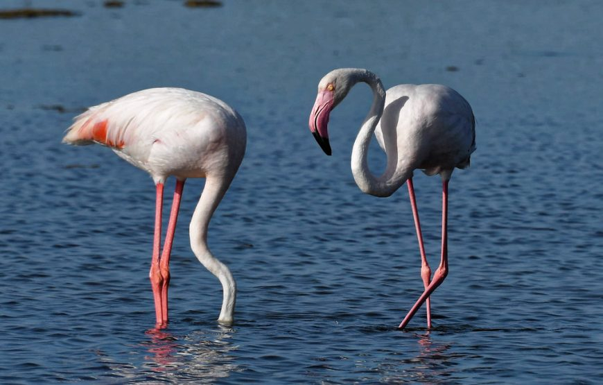 Visitas en el Delta del Ebro