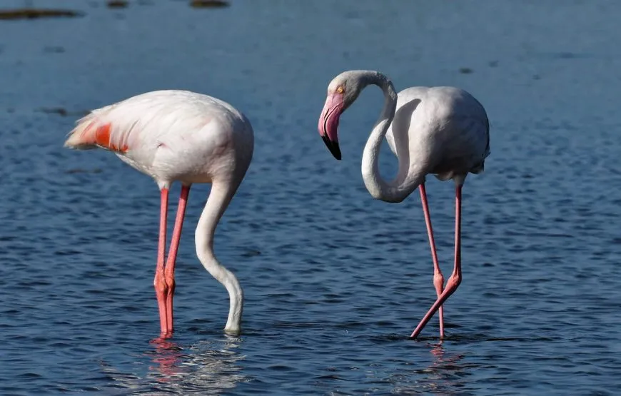 Visitas en el Delta del Ebro