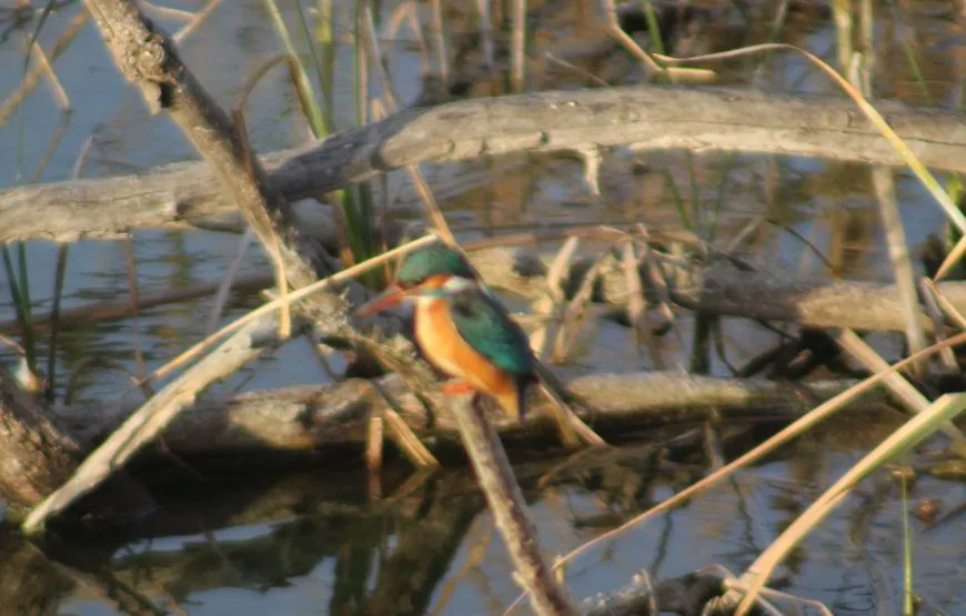 Visitas en el Delta del Ebro