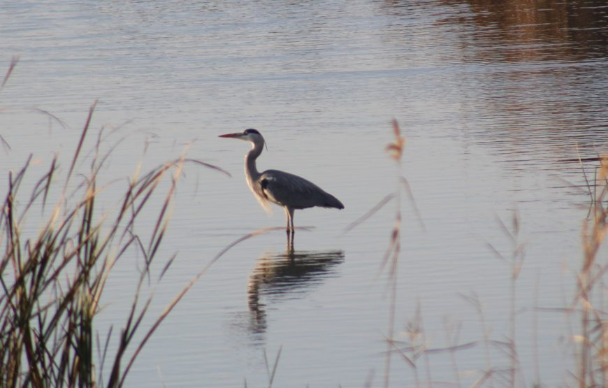 Visitas en el Delta del Ebro
