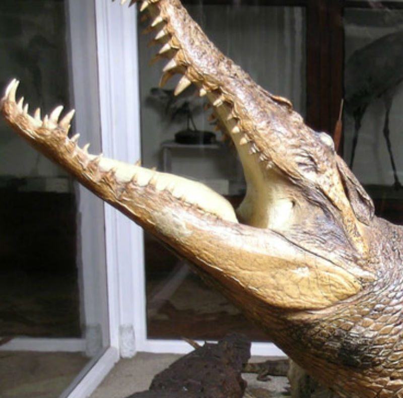 Museum of Natural History La Specola: Skip The Line