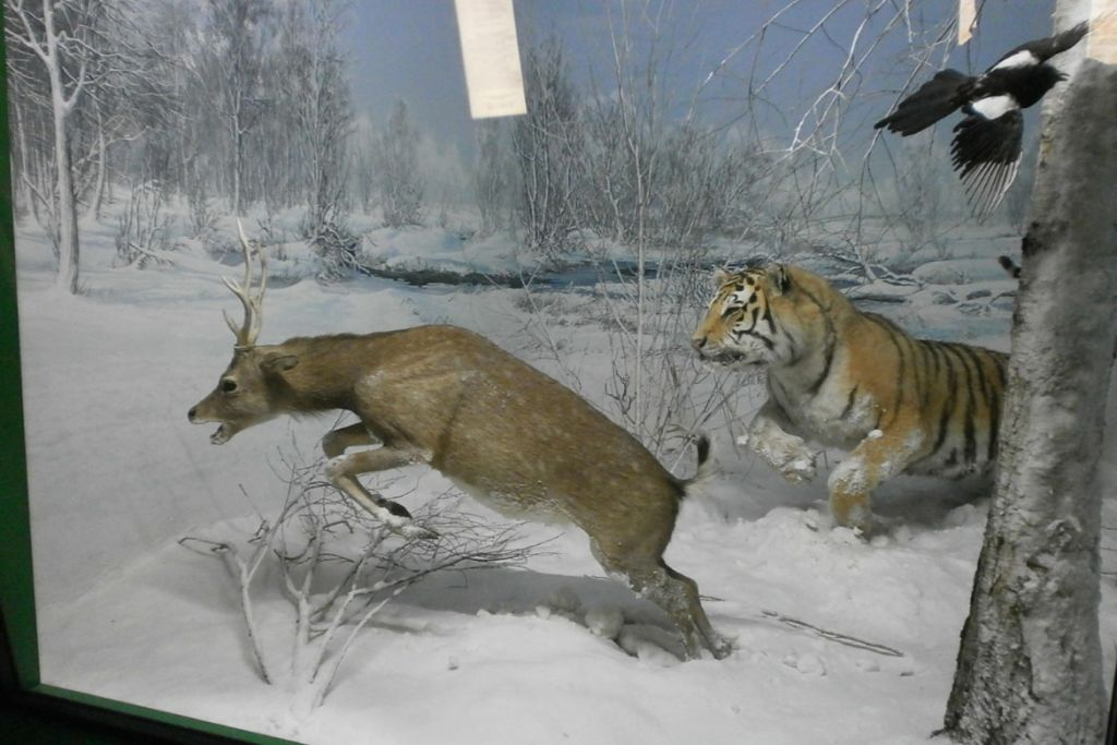 Musée d'histoire naturelle de Milan : Billet d'entrée + Audioguide