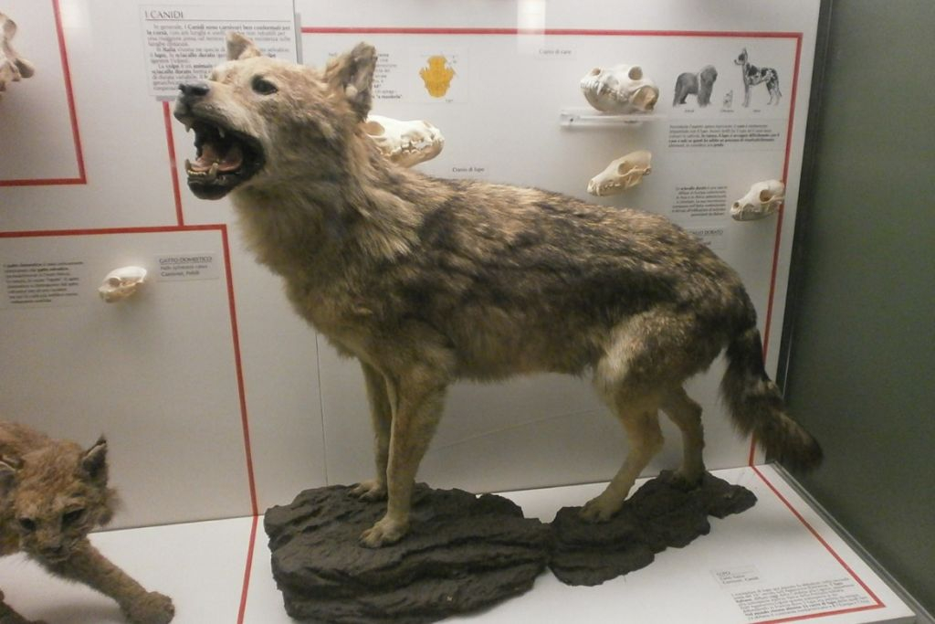 Musée d'histoire naturelle de Milan : Billet d'entrée + Audioguide