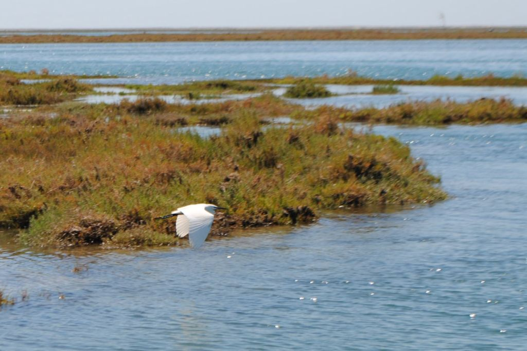 Short Boat Tour in Ria Formosa from Faro