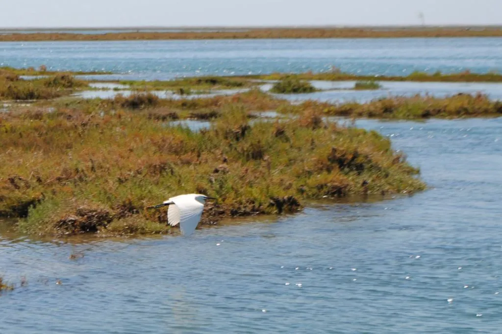 Short Boat Tour in Ria Formosa from Faro