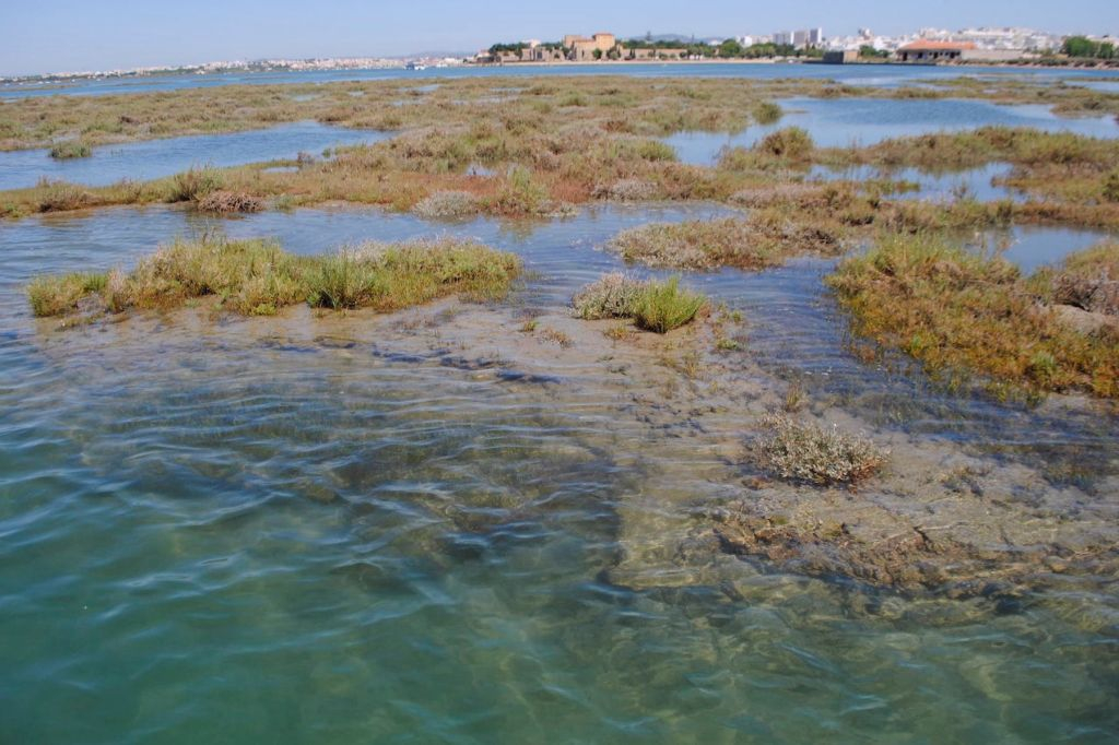 Short Boat Tour in Ria Formosa from Faro