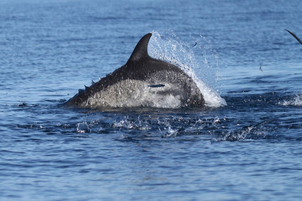 Marine Life and Dolphin Watching Boat Trip from Faro