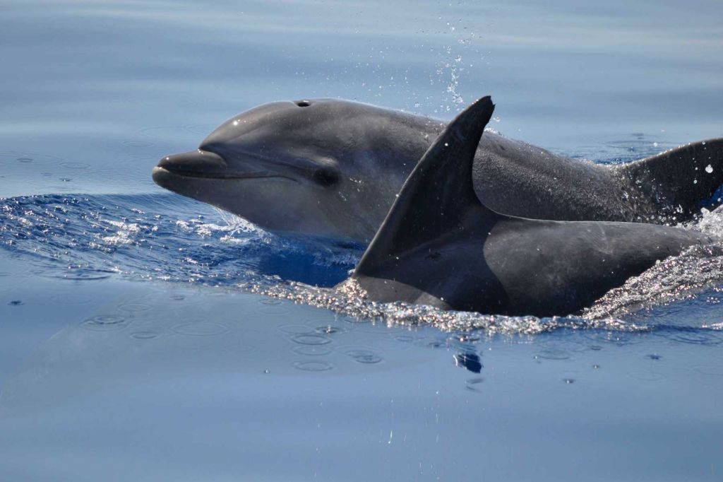 Marine Life and Dolphin Watching Boat Trip from Faro
