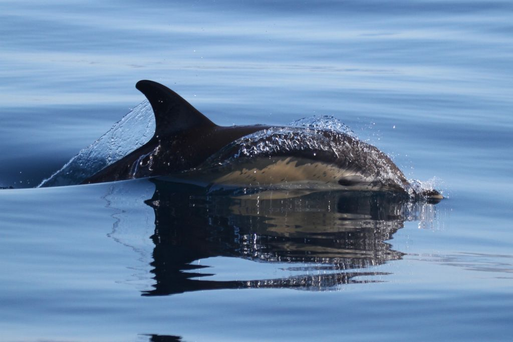 Marine Life and Dolphin Watching Boat Trip from Faro