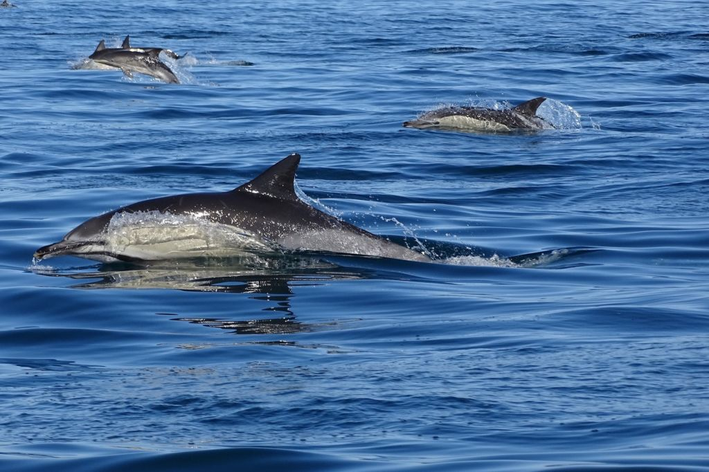 Marine Life and Dolphin Watching Boat Trip from Faro