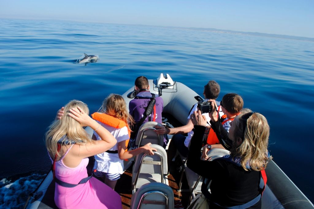Marine Life and Dolphin Watching Boat Trip from Faro