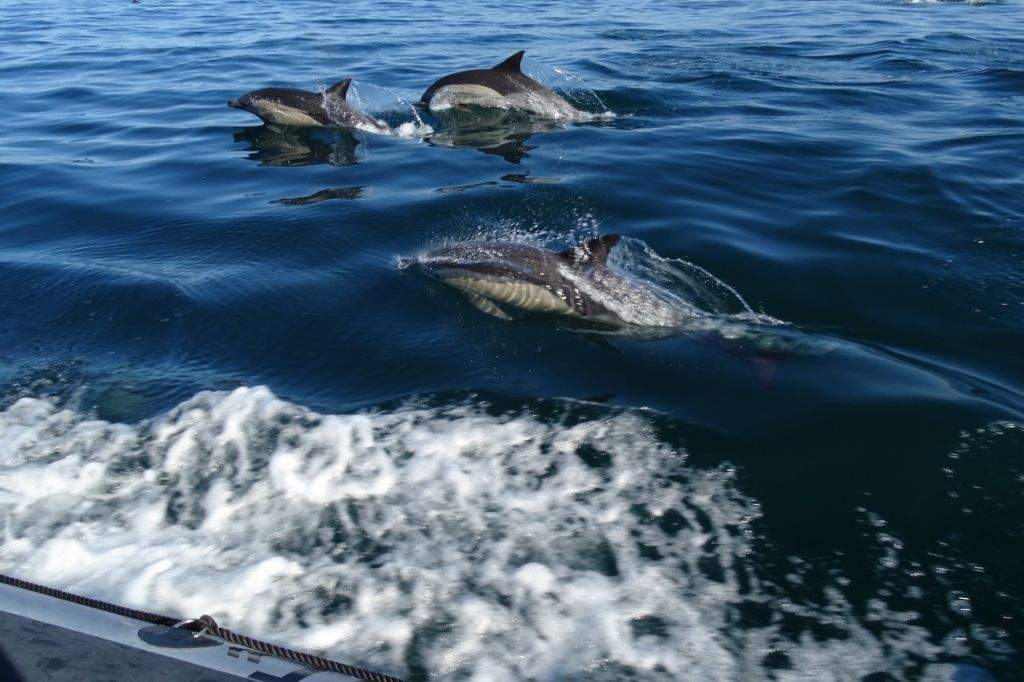Marine Life and Dolphin Watching Boat Trip from Faro