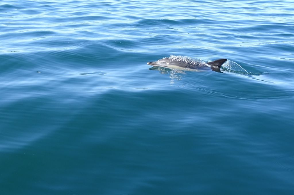 Marine Life and Dolphin Watching Boat Trip from Faro