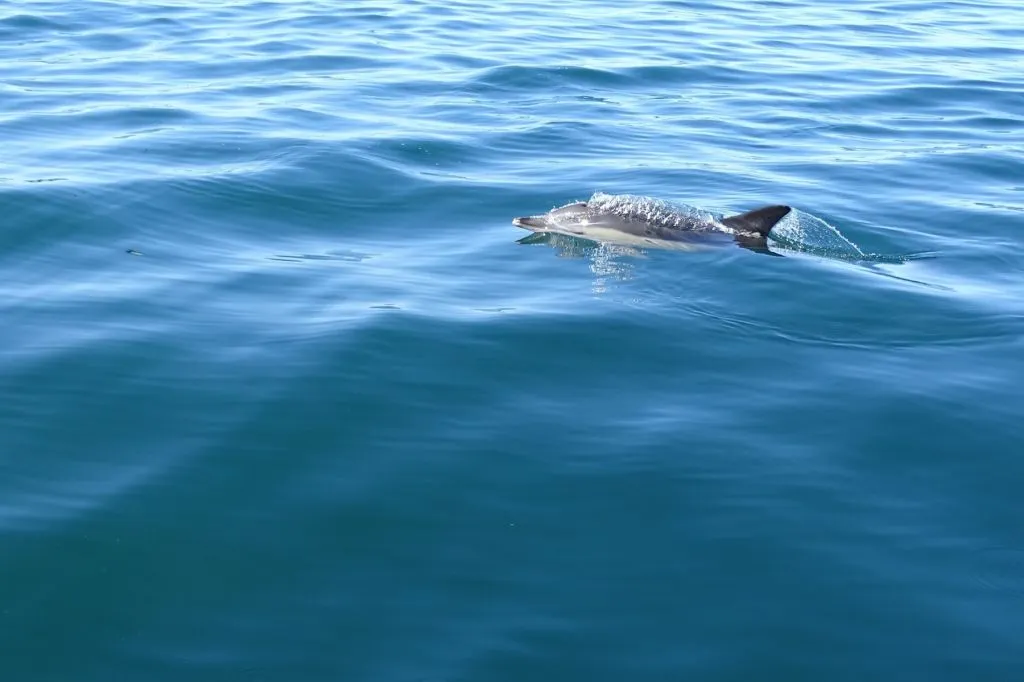 Marine Life and Dolphin Watching Boat Trip from Faro