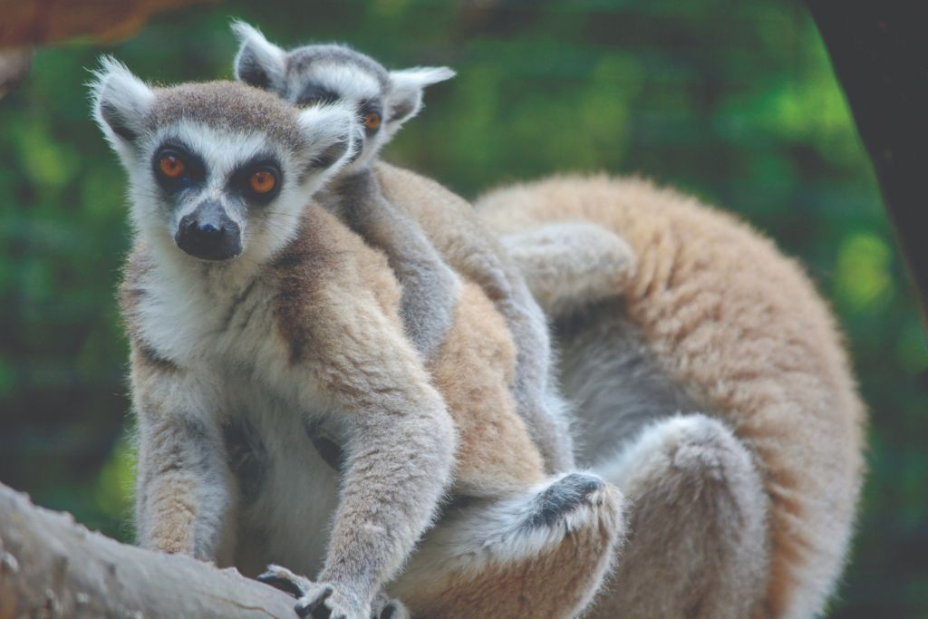 Parc safari de Pombia : Billet d'entrée