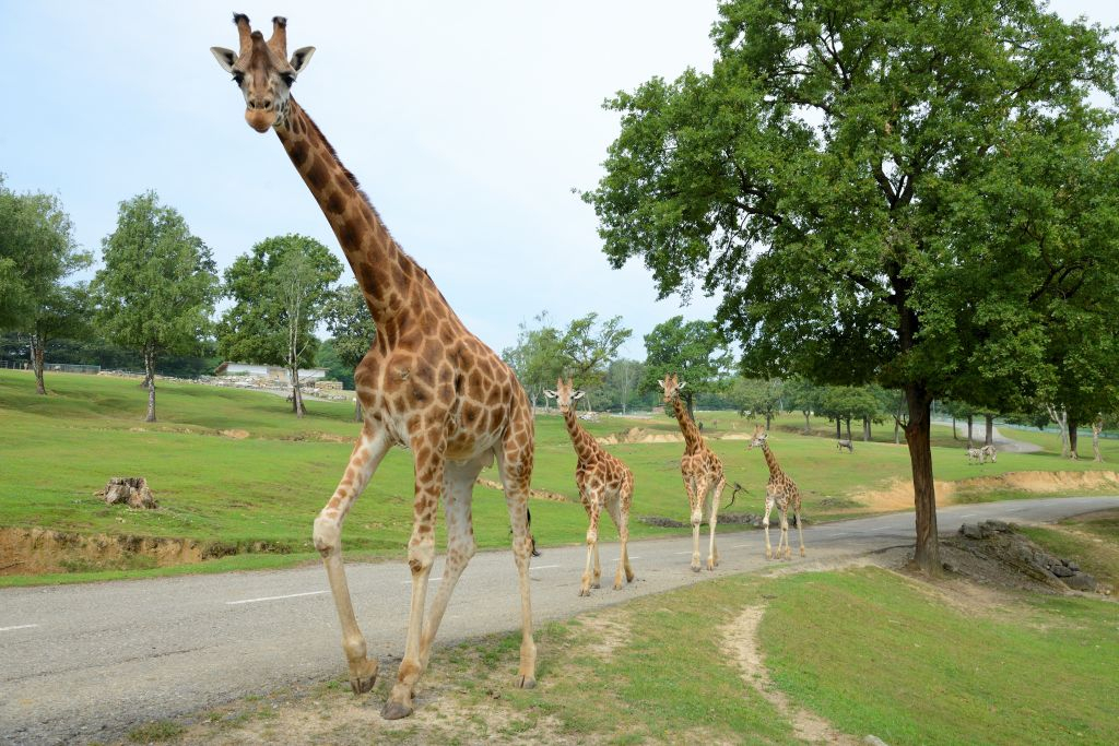 Parc safari de Pombia : Billet d'entrée
