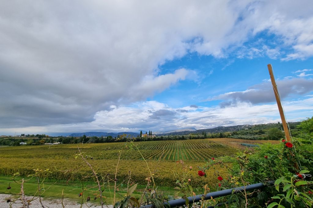Lago de Garda: Degustação de vinhos + passeio pelos vinhedos de Bardolino