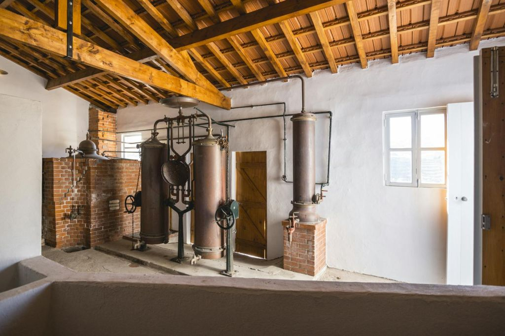 Quinta de São Luiz: Visita às vinhas
