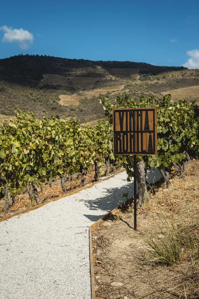 Quinta de São Luiz: Visita às vinhas