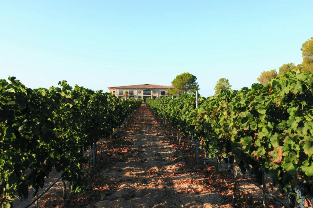 Bodega Vi Rei: Visita guiada y cata de vinos