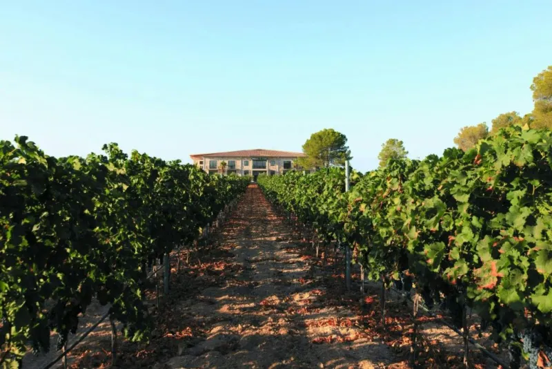 Bodega Vi Rei: Visita guiada y cata de vinos