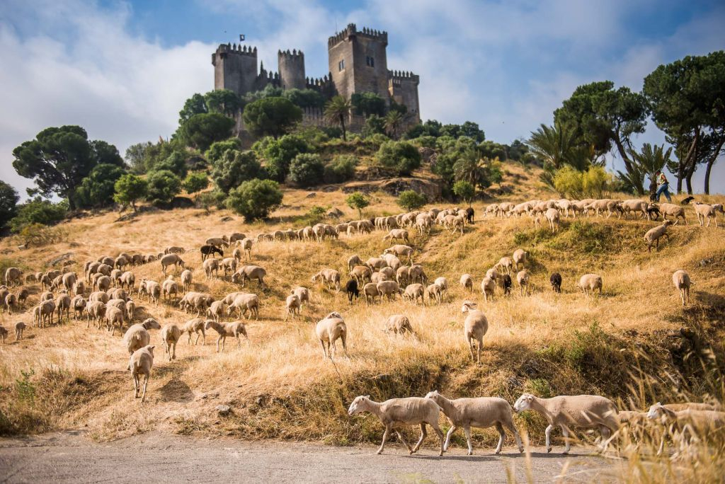  Almodóvar Castle (Córdoba)