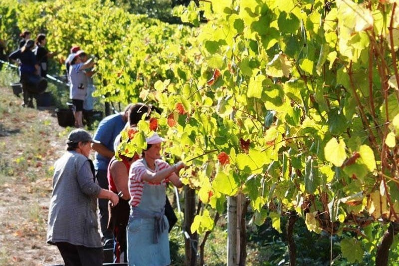 Douro Valley: Guided Wine Tour from Porto + Lunch