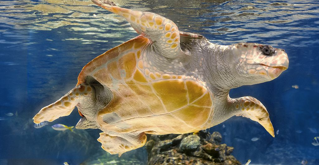 Atlantis Aquarium Madrid