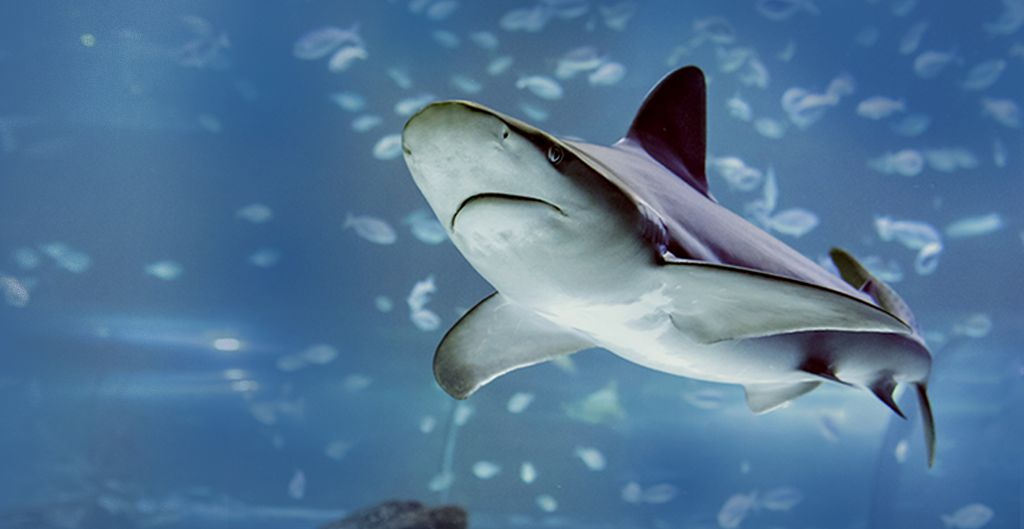 Atlantis Aquarium Madrid