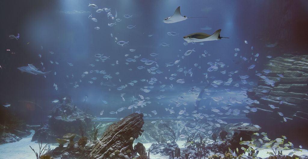 Atlantis Aquarium Madrid