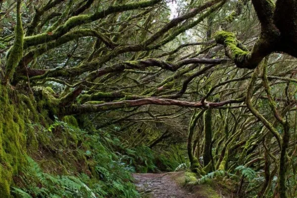 Parque Rural de Anaga: Visita guiada al bosque con actividades de bienestar