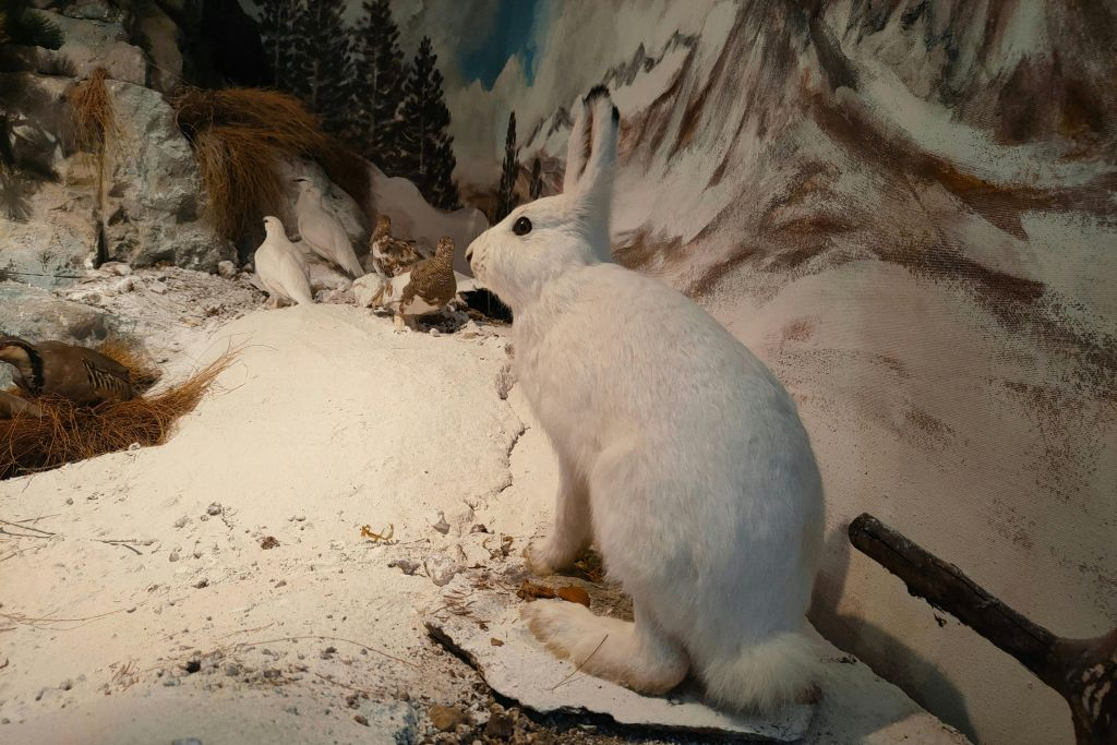 Museo Lusérn: Biglietto d'ingresso